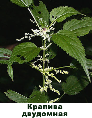 Крапива двудомная (Urtica dioica)