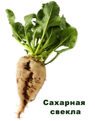 Сахарная свекла