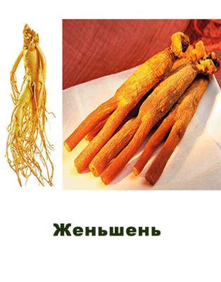 Женьшень (Panax ginseng)